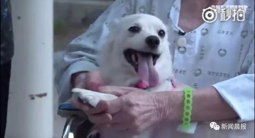 吃瓜小白狗路人视角视频,一场欢乐的街头奇遇记