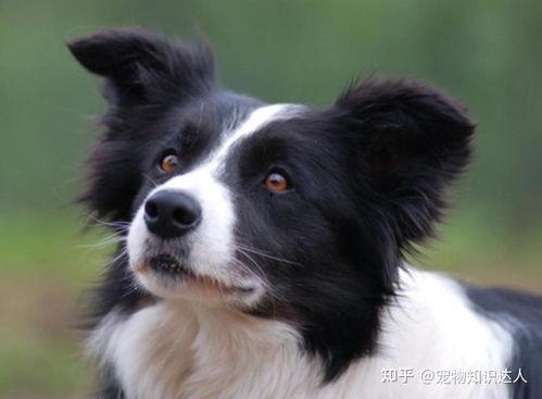 边牧可以吃八月瓜吗视频,探索狗狗新美食之旅