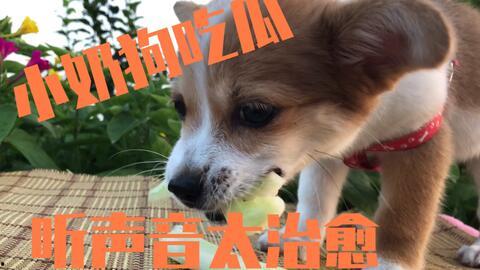 吃瓜的狗狗配音视频大全,萌宠欢乐秀